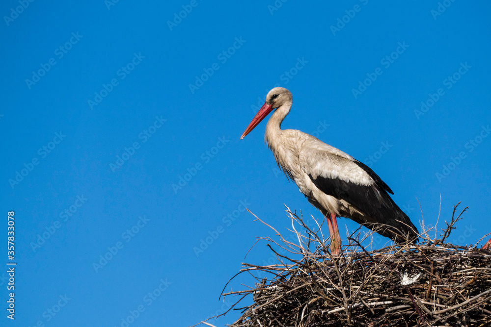 Fototapeta premium a stork waiting for his wife in the nest, blue sky and a stork nest, natural stork nest,