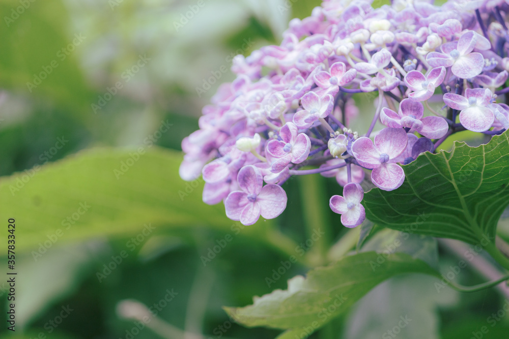 ウズアジサイの花びら ウズアジサイの花びら