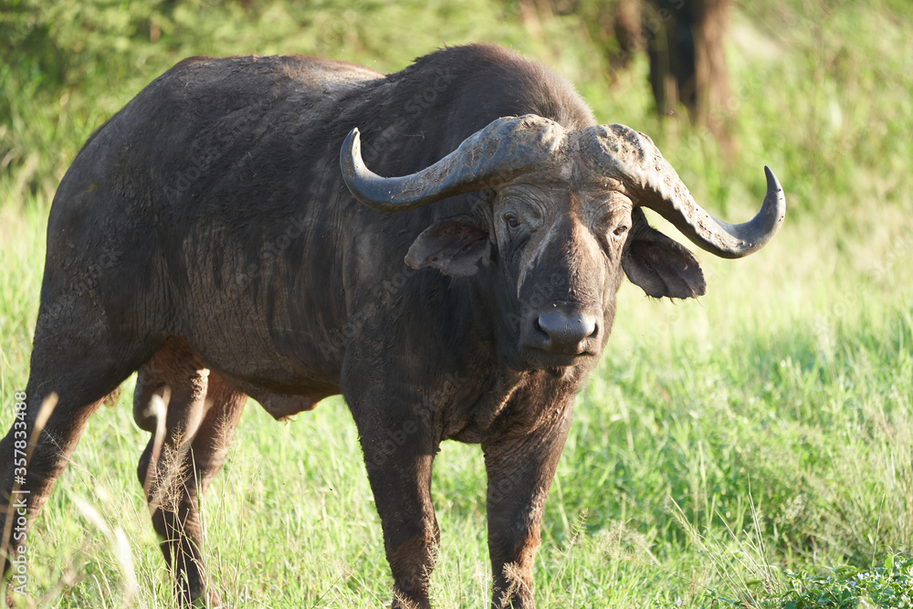 African Water buffalo Serengeti - Syncerus caffer Big Five Safari African Water buffalo Serengeti - Syncerus caffer Big Five Safari