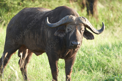 African Water buffalo Serengeti - Syncerus caffer Big Five Safari