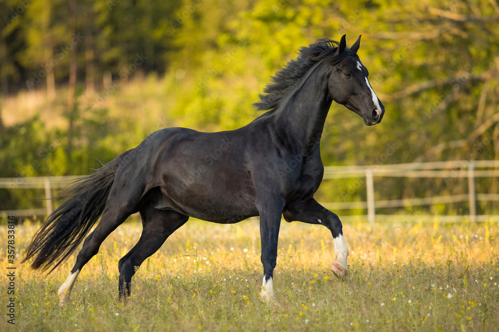 Fototapeta premium Junger Warmblut Wallach Rappe im Frühling auf der Weide