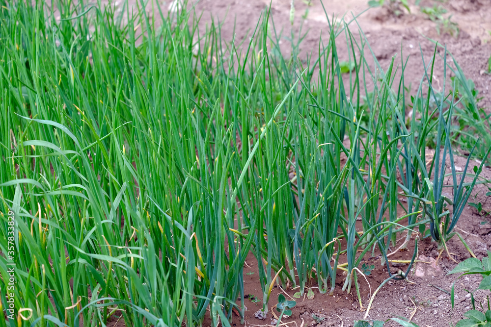 Obraz premium fresh green onion plant in organic hobby garden,