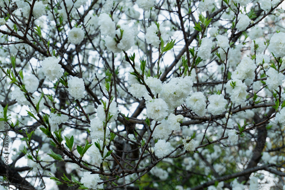 Background of a white flower tree with green leaves in Barcelona Spain Background of a white flower tree with green leaves in Barcelona Spain