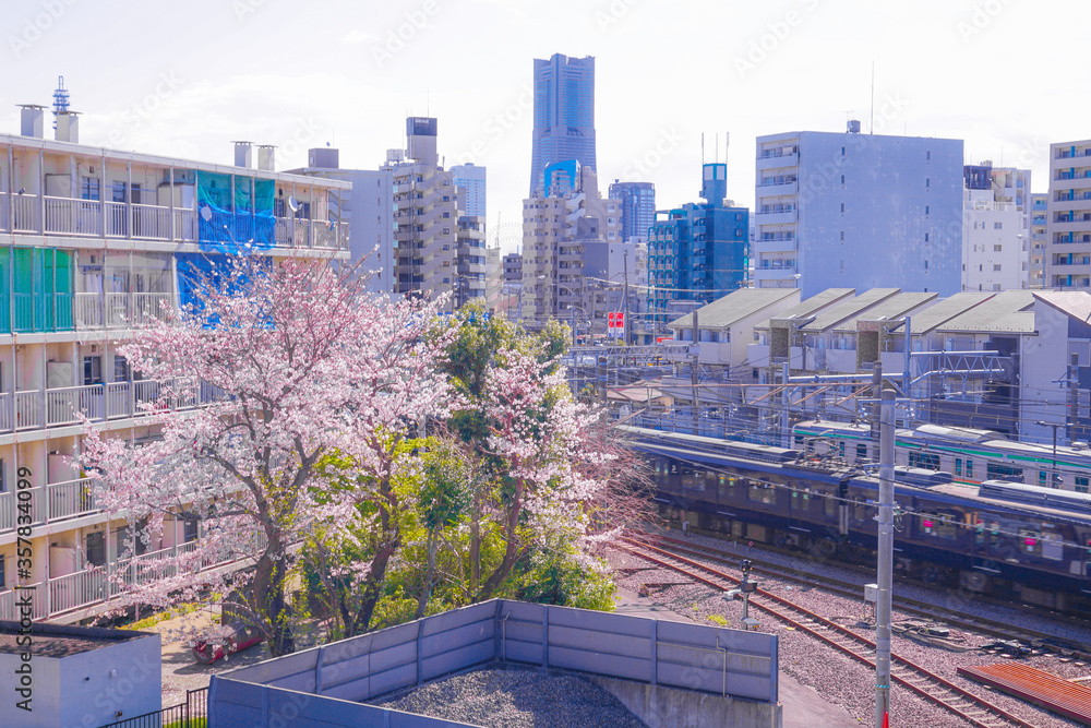 Fototapeta premium 帷子川の満開の桜と街並み