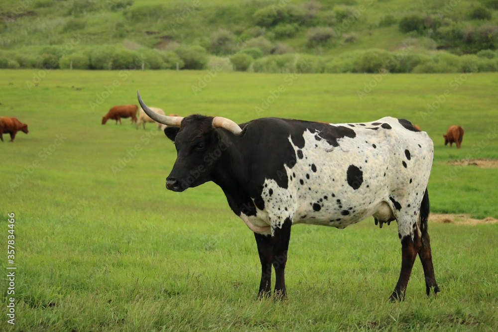 A long horned black and white Speckle Park cow standing in a meadow of lush green grass. 