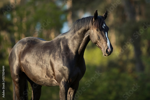 Junger Warmblut Wallach Rappe im Frühling auf der Weide