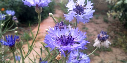 purple blue beautiful flower    Most beautiful flower    Natural beauty   