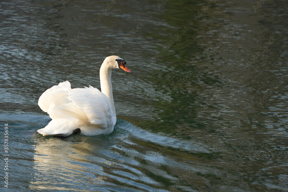 Naklejka premium white Swan Anatidae Cygnus Anserinae river Switzerland