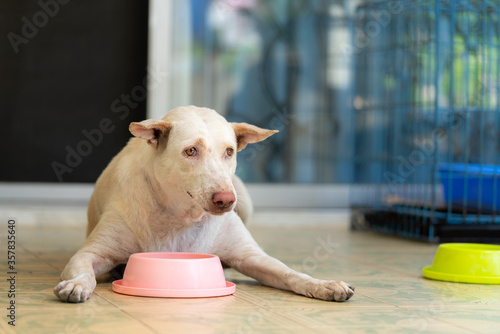 The white dog is lying prone near the food bowl waiting to be eaten.