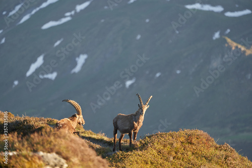 Capricorn Alpine Ibex Capra ibex Mountain Swiss Alps © rocchas75