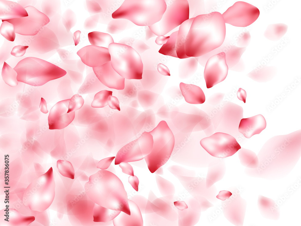 Pink sakura flower flying petals isolated on white vector background. Pink sakura flower flying petals isolated on white vector background.