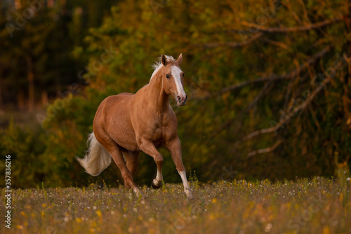 Palomino Quarter Horse Stute im Sonnenaufgang auf der Weide © skmjdigital