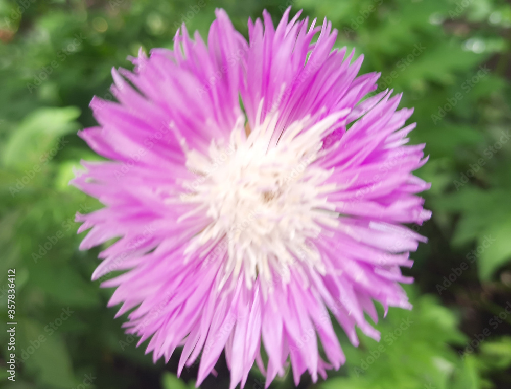 close up of a pink dahlia