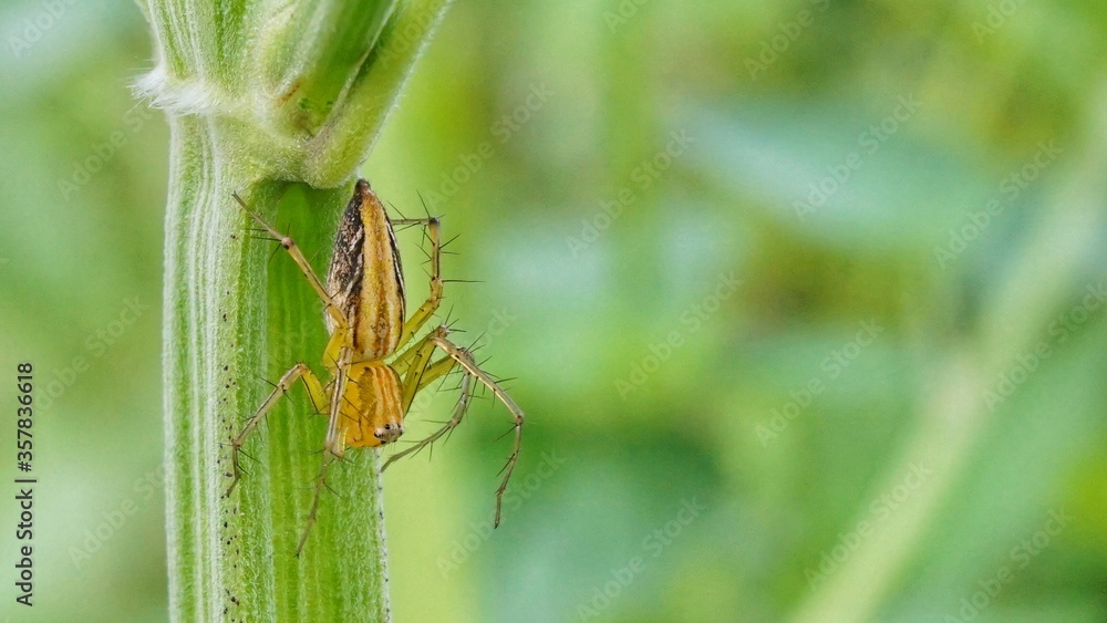 Tiny yellow spider climb down a plant Tiny yellow spider climb down a plant