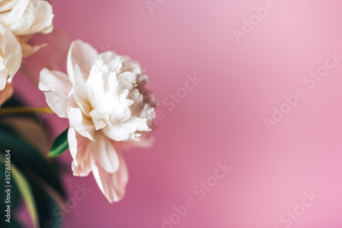 Fototapeta Naklejka Na Ścianę i Meble -  Beautiful delicate peonies on a pink background, blooming flowers, March 8, mother's day, birthday present.