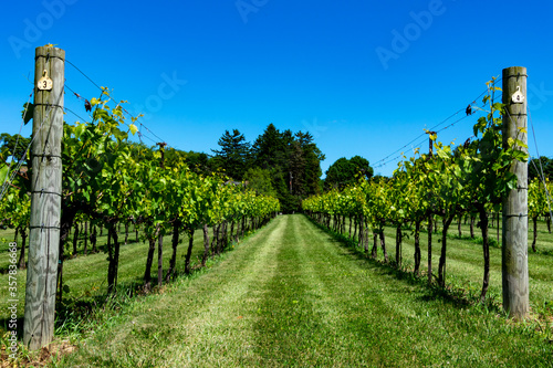Vineyard in the Lehigh Valley in Pennsylvania photo