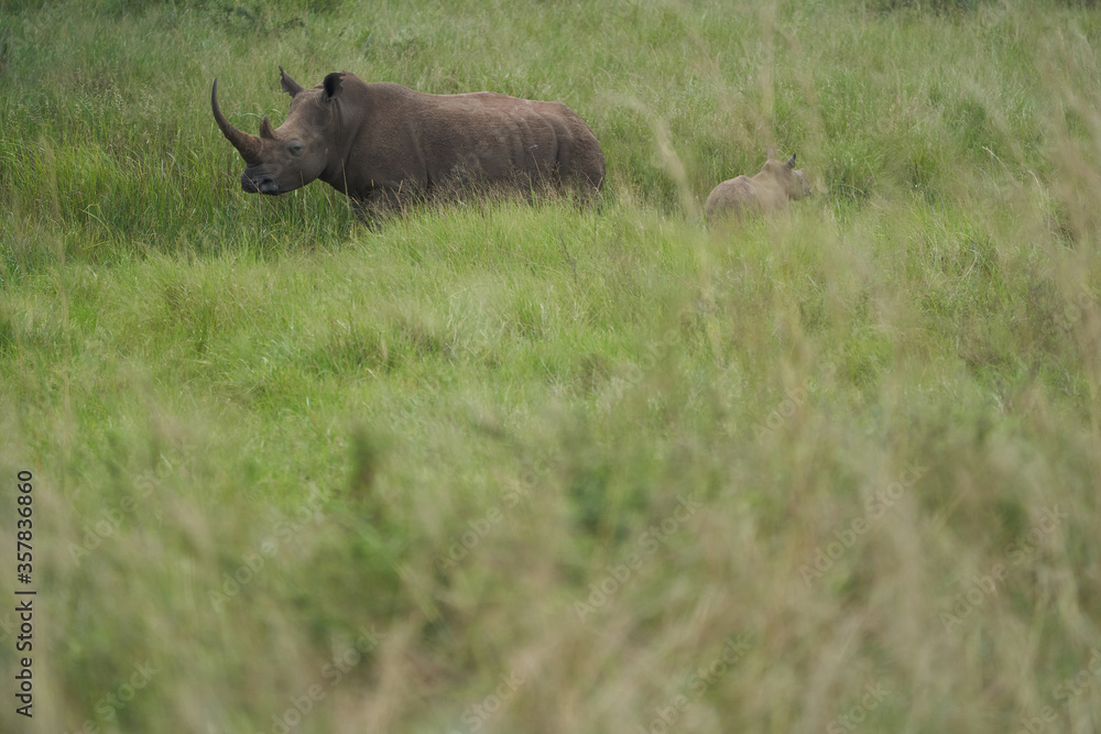 Rhino Baby and Mother- Rhinoceros with Bird Black rhinoceroshook-lipped rhinoceros Diceros bicornis Rhino Baby and Mother- Rhinoceros with Bird Black rhinoceroshook-lipped rhinoceros Diceros bicornis