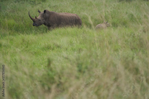 Rhino Baby and Mother- Rhinoceros with Bird Black rhinoceroshook-lipped rhinoceros Diceros bicornis