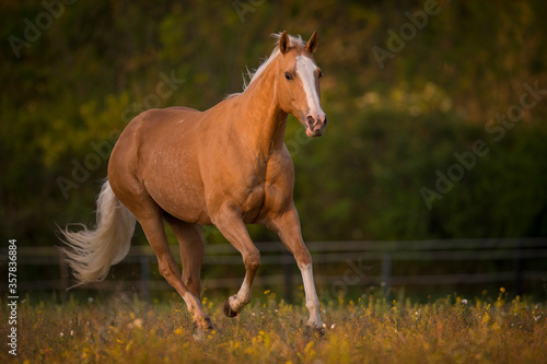 Palomino Quarter Horse Stute im Sonnenaufgang auf der Weide