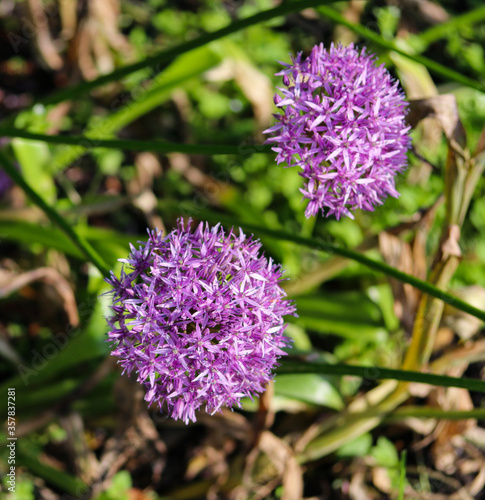 spherical purple flowers in a flower bed close up