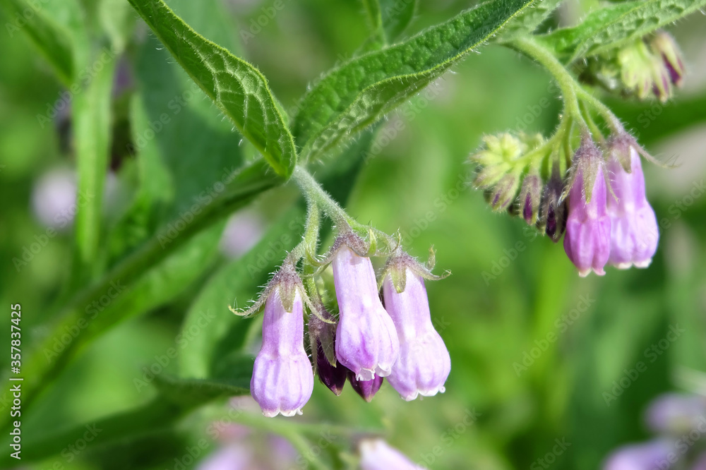 Comfrey flowers (Sýmphytum) on a flowerbed in summer, macro photo. Comfrey flowers (Sýmphytum) on a flowerbed in summer, macro photo.