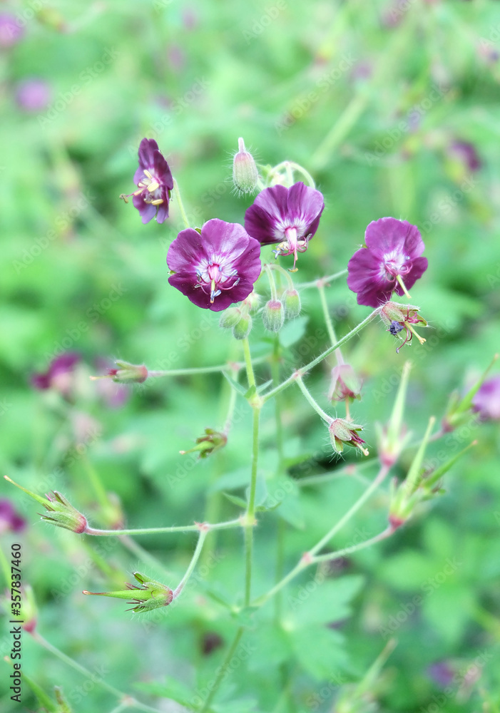 Fototapeta premium Geranium dark-brown (Geránium phaeum), flowers on the flowerbed in the spring.