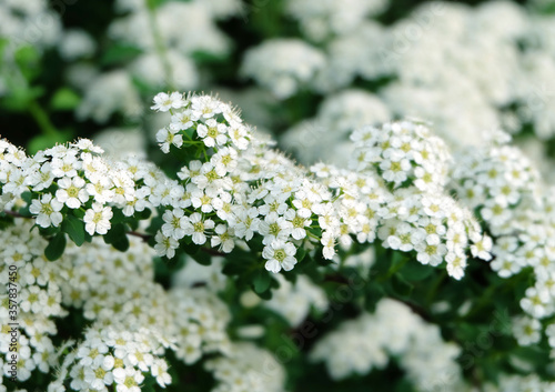 Flowering branch of decorative spirea shrub in the summer in the park, macro photo.