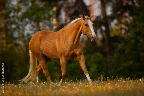 Palomino Quarter Horse Stute im Sonnenaufgang auf der Weide