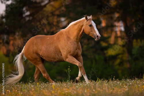 Palomino Quarter Horse Stute im Sonnenaufgang auf der Weide