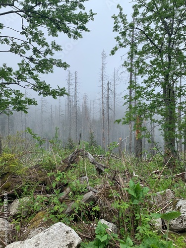 trees in the forest
