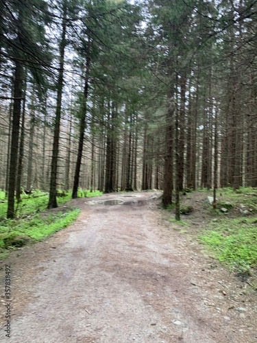 path in the woods