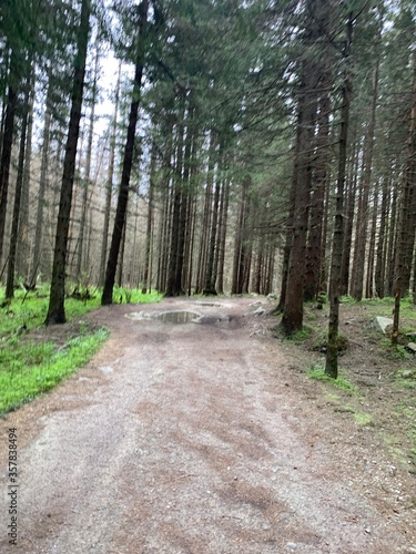 path in the woods