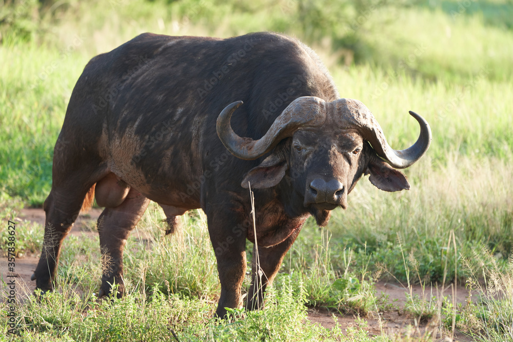 African Water buffalo Serengeti - Syncerus caffer Big Five Safari