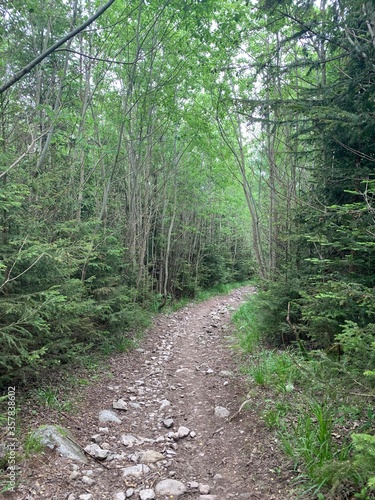 path in the woods