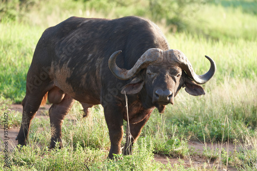 African Water buffalo Serengeti - Syncerus caffer Big Five Safari © rocchas75