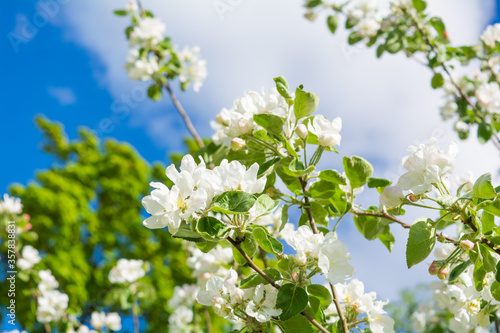 White flowers of apple tree against blue sky. Blossoming apple tree branch