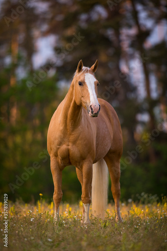Palomino Quarter Horse Stute im Sonnenaufgang auf der Weide