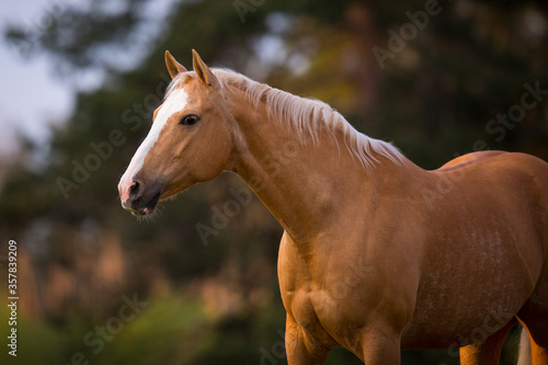 Palomino Quarter Horse Stute im Sonnenaufgang auf der Weide