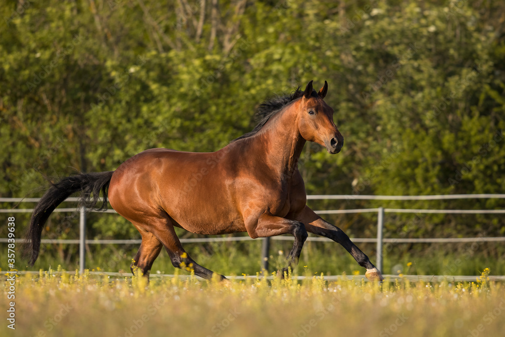 Fototapeta premium Brauner Warmblut Wallach im Frühling auf der Weide