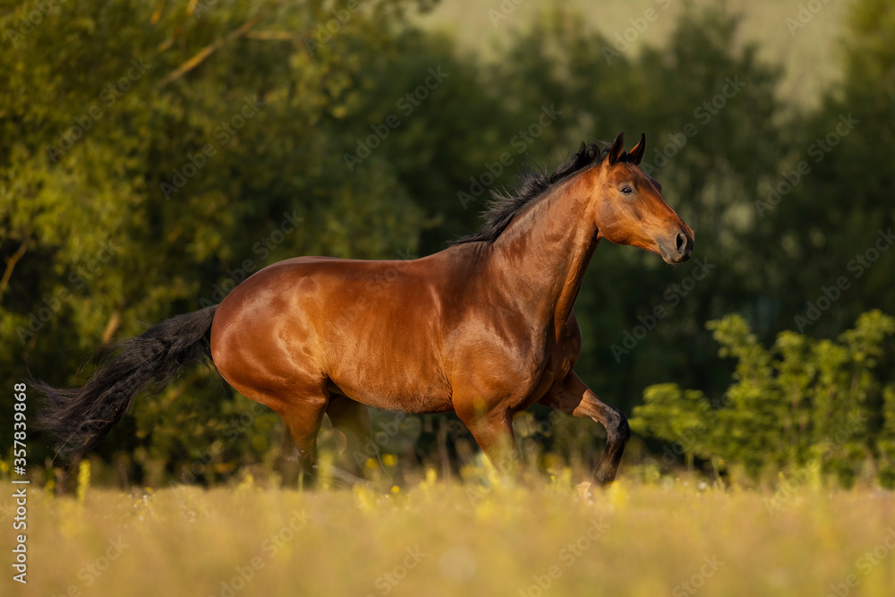 Naklejka premium Brauner Warmblut Wallach im Frühling auf der Weide