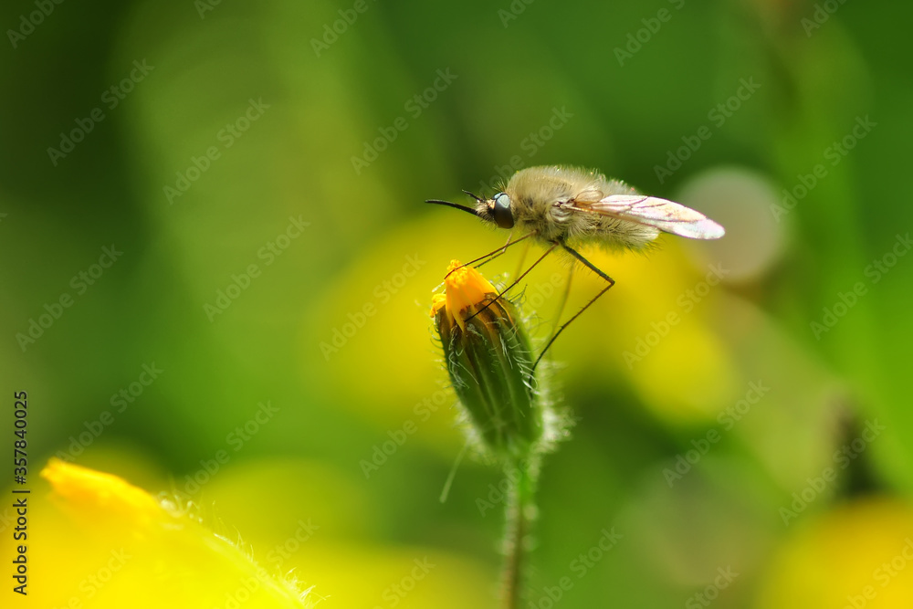 Macro shot of a fly in the garden Macro shot of a fly in the garden