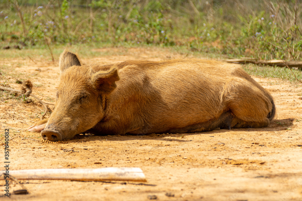 Fototapeta premium closeup shot of a pig sleeping on the soil enjoying the sun