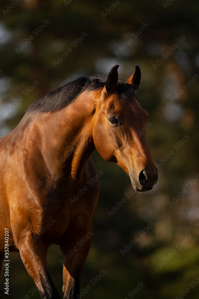 Fototapeta premium Wałach gorącokrwisty brunatny wiosną na pastwisku