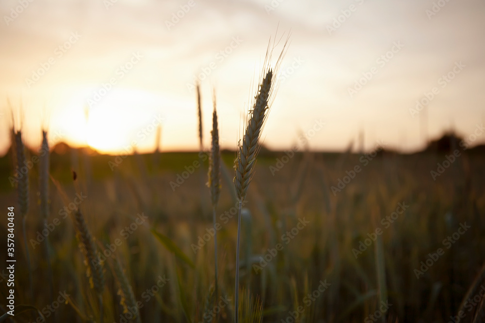 Rye field
Spikelets at sunset in the backlight. Rural uninhabited landscape spikelets closeup farm fields organic wheat
Rye field
Spikelets at sunset in the backlight. Rural uninhabited landscape spikelets closeup farm fields organic wheat