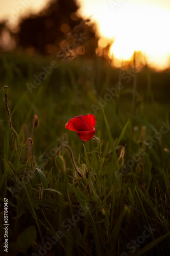  Isolated poppy in the field at sunset. Last not faded