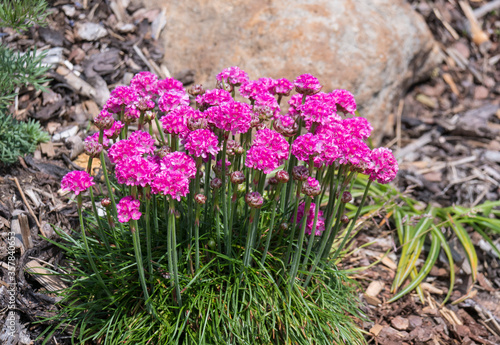 Close up bunch of pink blooming Armeria maritima, commonly known as thrift, sea thrift or sea pink, species of flowering plant in the family Plumbaginaceae on a rock garden. Selective focus