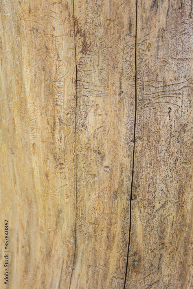 Trunk of dead tree without bark with traces of beetles. Natural wooden surface Trunk of dead tree without bark with traces of beetles. Natural wooden surface