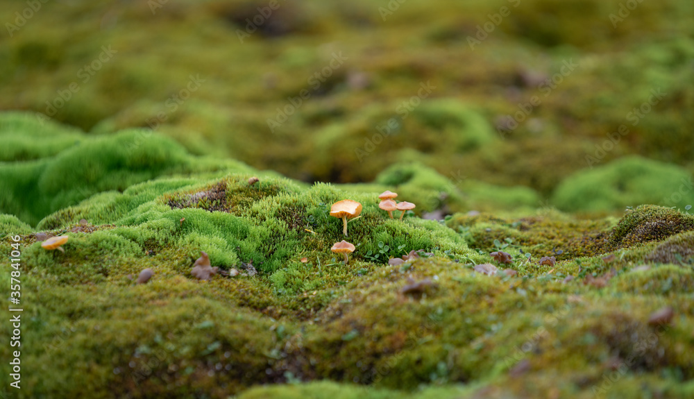 Wild Spitsbergen mushroom surrounded my moss. Wild Spitsbergen mushroom surrounded my moss.