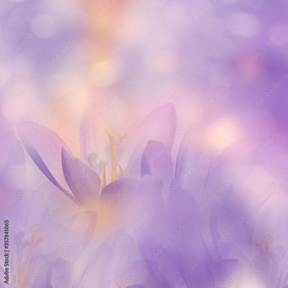Crocus Spring Flowers for background, soft focus