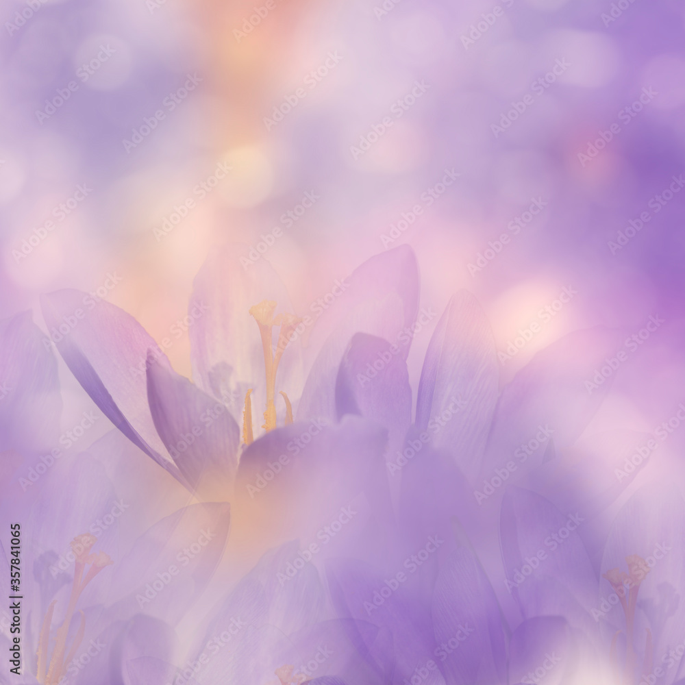 Crocus Spring Flowers for background, soft focus Crocus Spring Flowers for background, soft focus